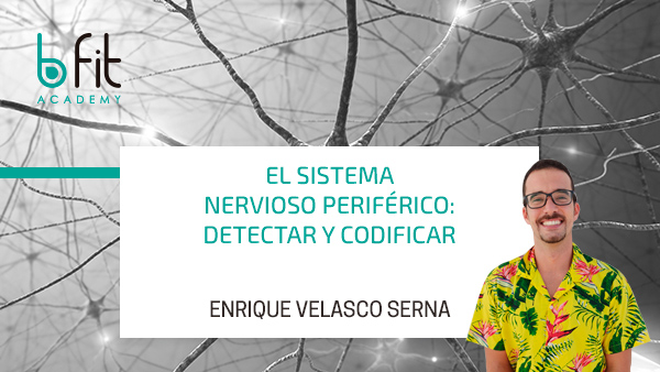 Sistema nervioso periférico: detectar y codificar